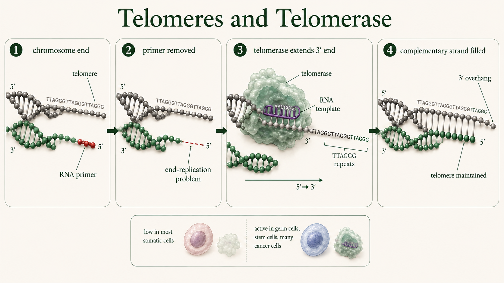 Telomerase extends a chromosome’s 3′ end with repeats so the complementary strand can be completed.