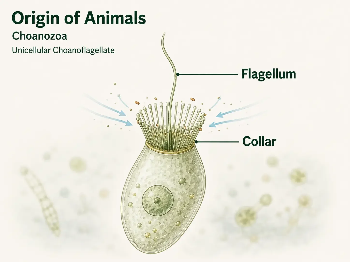 Single choanoflagellate cell with an ovoid cell body, one flagellum, and a collar surrounding the base of the flagellum.
