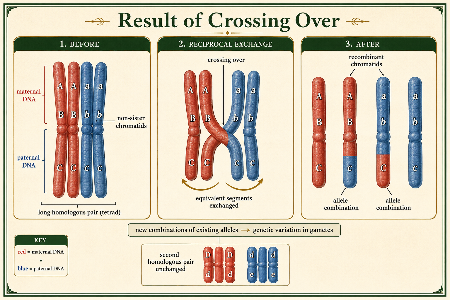 Non-sister chromatids exchange DNA, producing recombinant chromatids with mixed maternal and paternal segments.