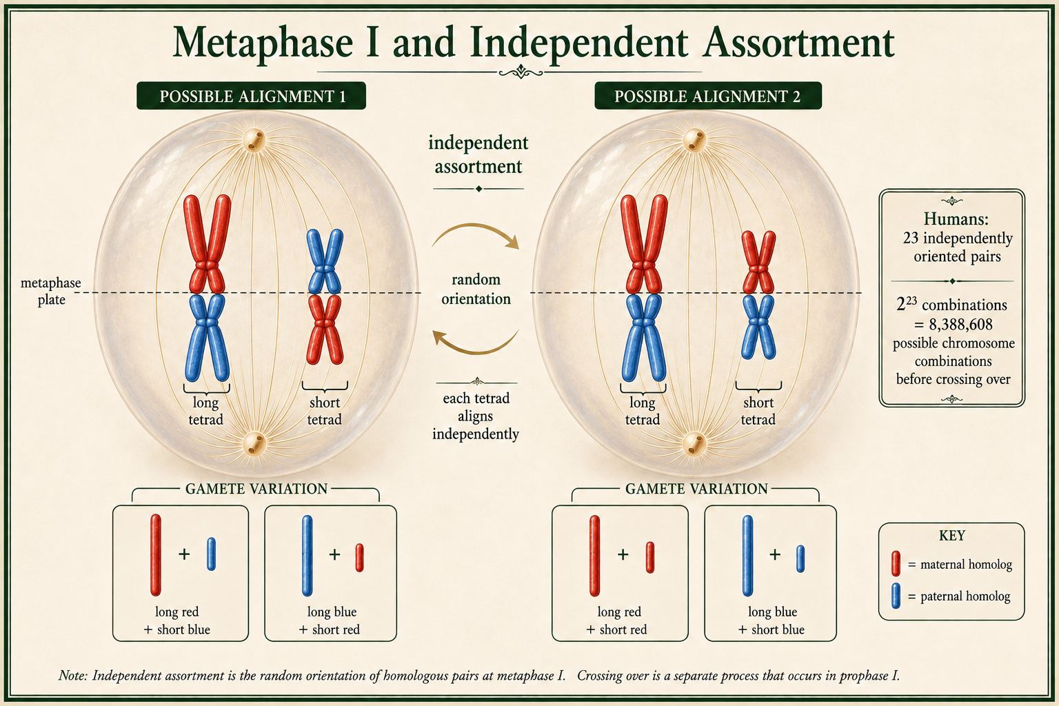 Tetrads align at the metaphase plate with spindle fibers attached to homologous chromosomes from opposite poles.