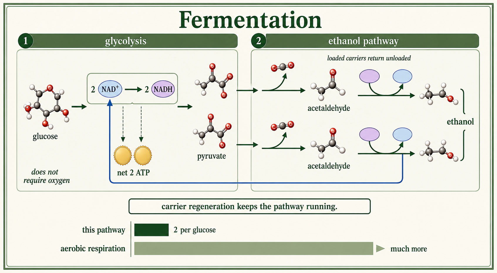 Fermentation uses glycolysis to make 2 ATP and regenerates NAD⁺ by converting pyruvate to ethanol.