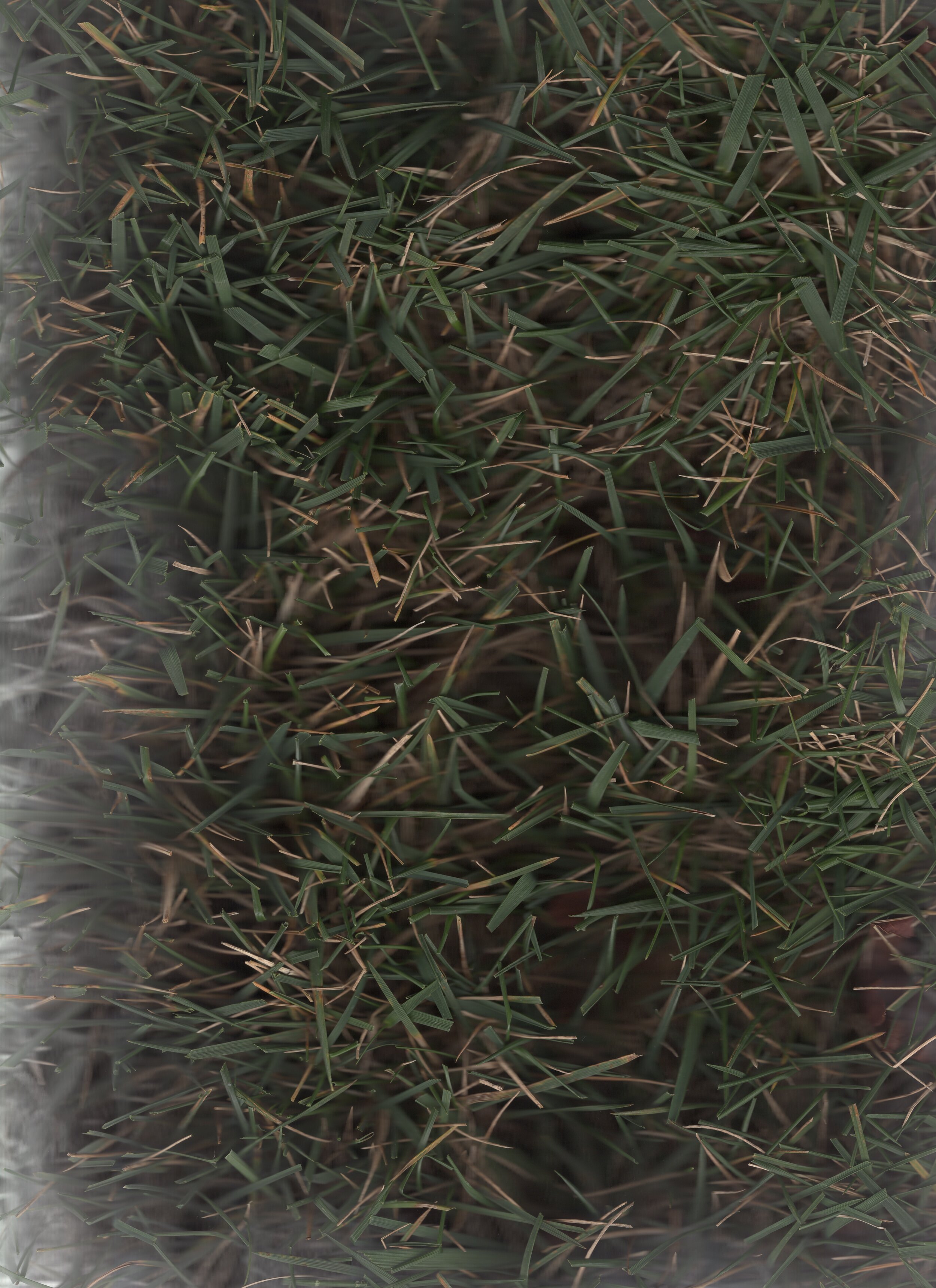  scanner project  using a cheap flatbed scanner, this project seeks to explore the relationship we have with our own image, bodies, and the world around us in an age of digitalization. with smart devices all around us and ever present social media we
