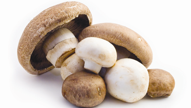 Praxis Blog_Mushroom.png