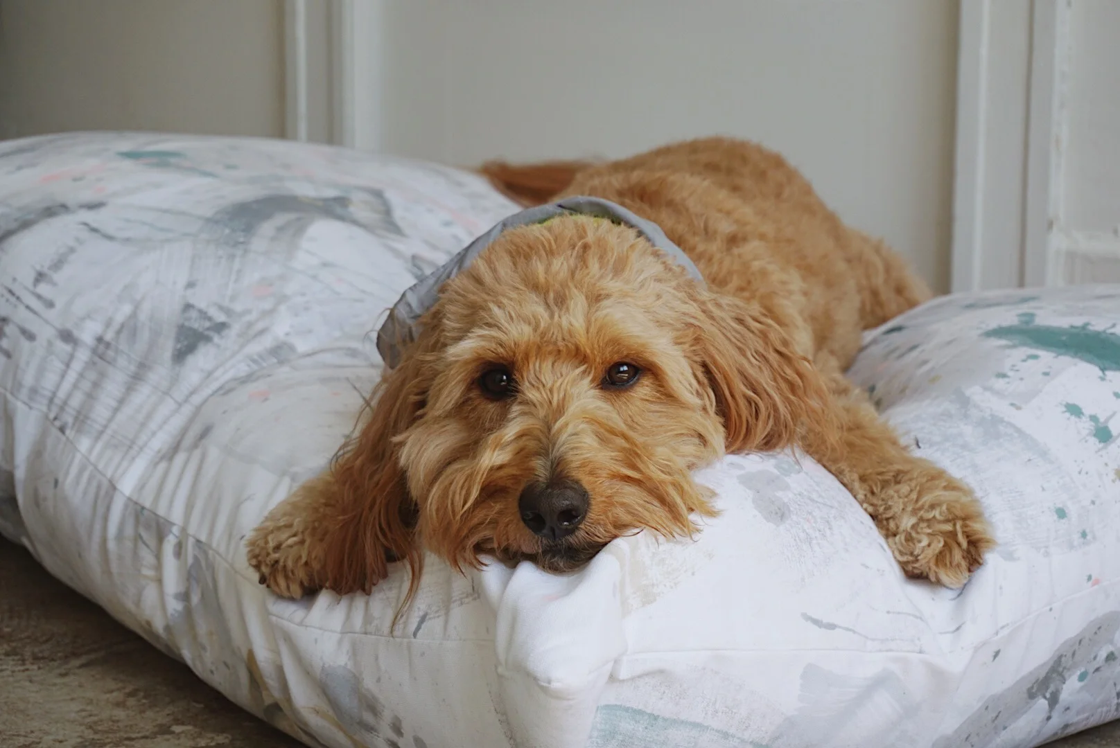 Dana-Mooney-Vancouver-Artist-Large-Dog-Bed-Foe-and-Dear-3