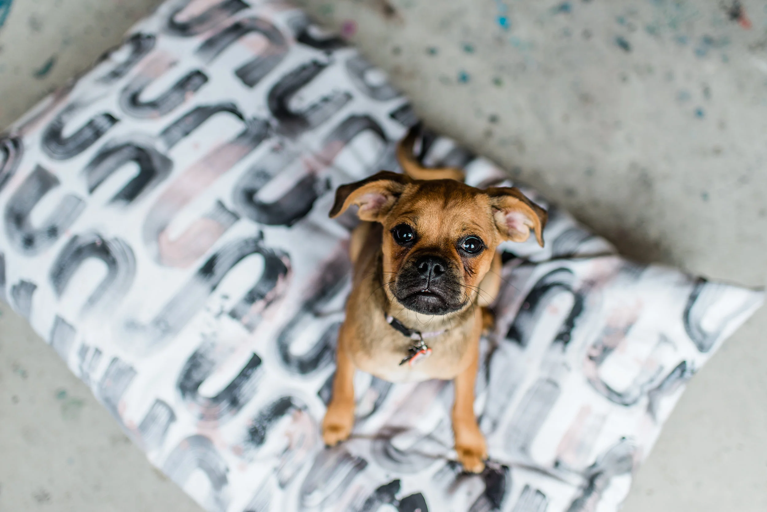 Dana-Mooney-Vancouver-Artist-Floor-Pillow-Dog-Bed-Graphic-U-Blush