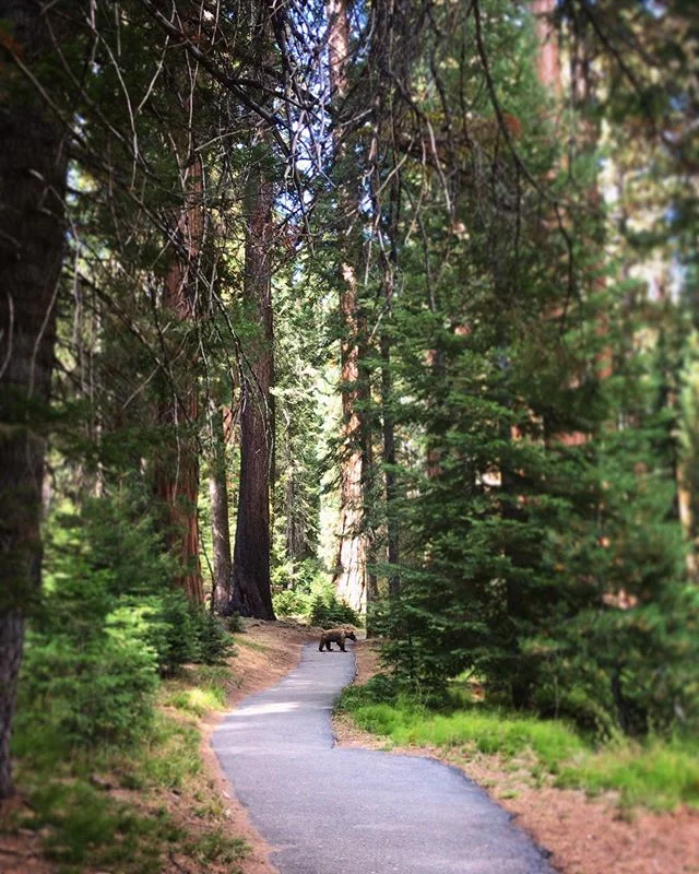 Spent the weekend in the trees with @benmeadors and some bears 🐻 More to come... ⛰🌲🐾