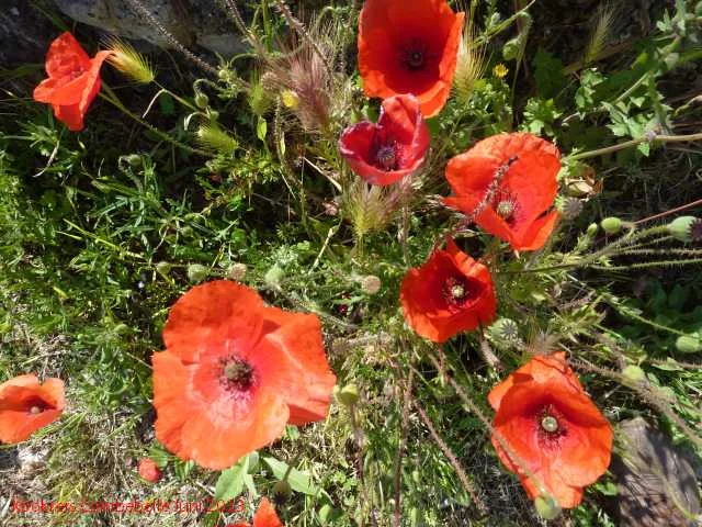 Coquelicots (1).jpg
