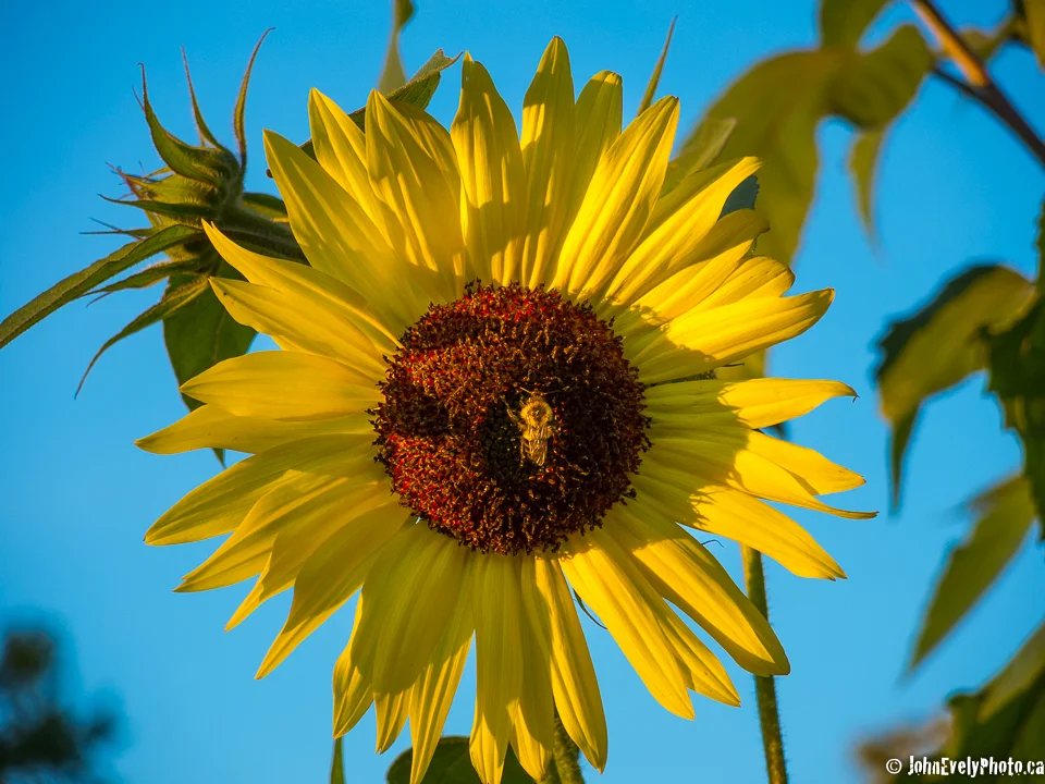 Sunflower-1322.jpg