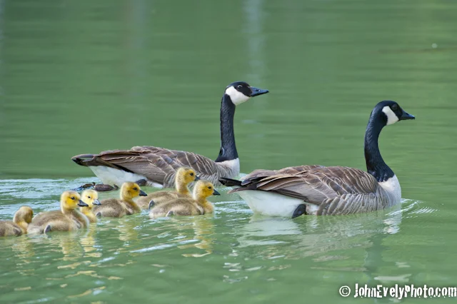 Goslings-1131.jpg