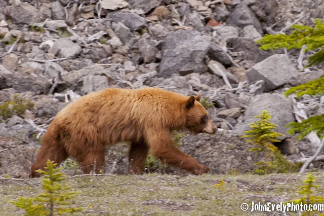 JE Bear! -5436.jpg