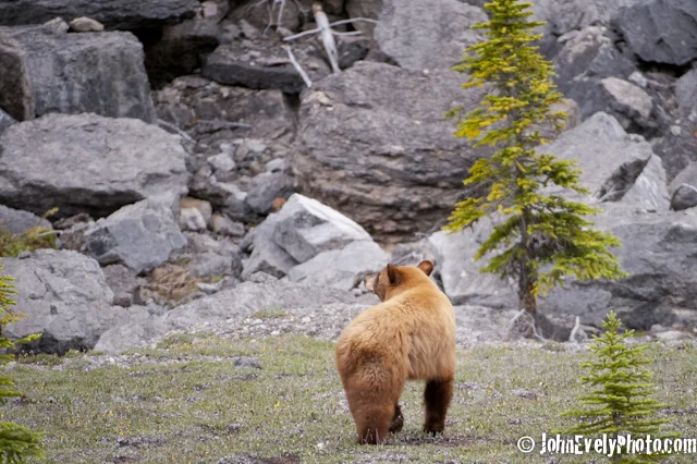JE Bear! -5459.jpg