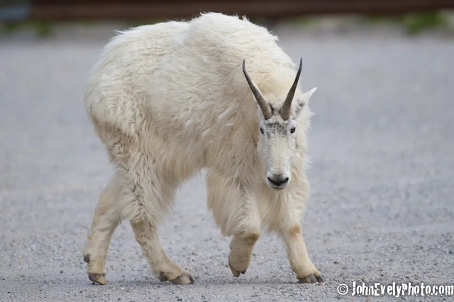 JE Billy Goat Gruff-5262.jpg