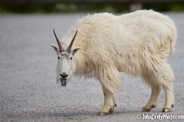 JE Billy Goat Gruff-5271.jpg