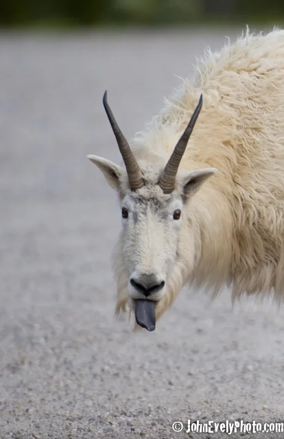 JE Billy Goat Gruff-5271-2.jpg