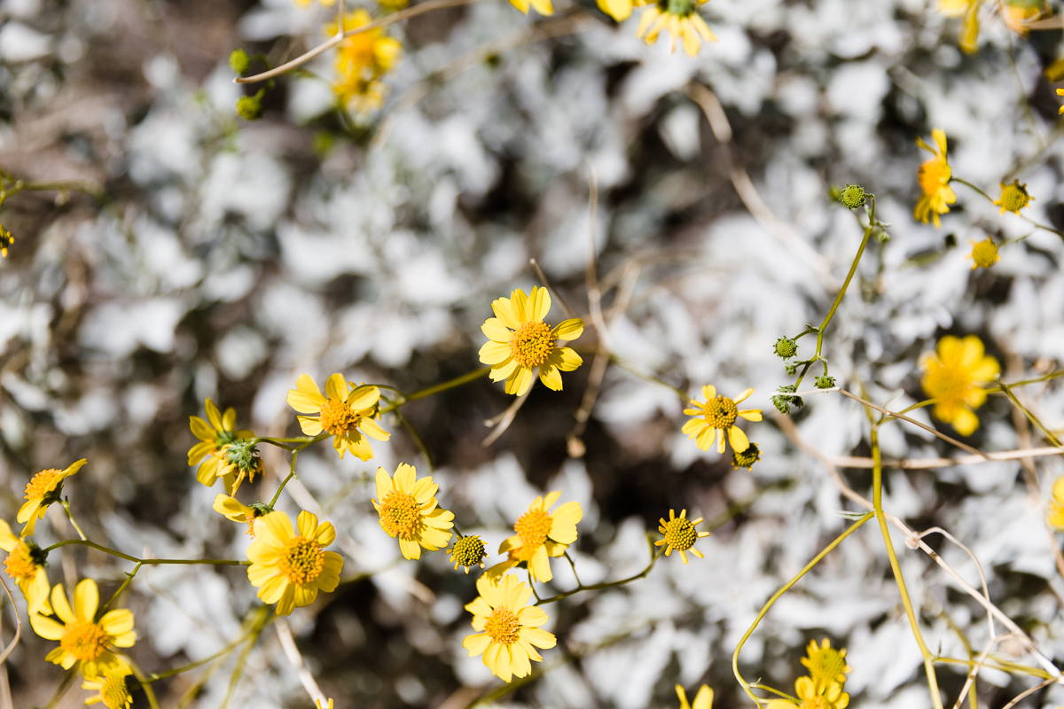 KellySwedaPhotography.PS_web-5.jpg