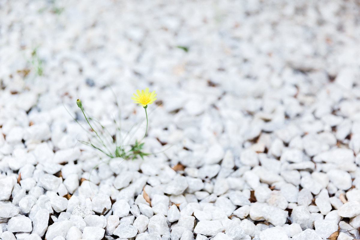 KellySwedaPhotography.PS_web-42.jpg