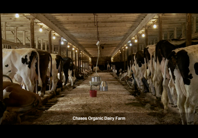 cows.png