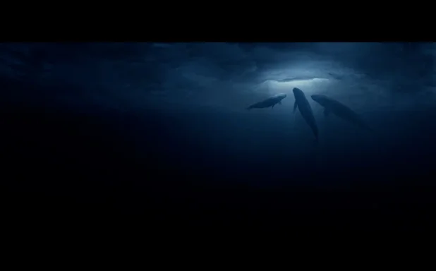 3whales.png