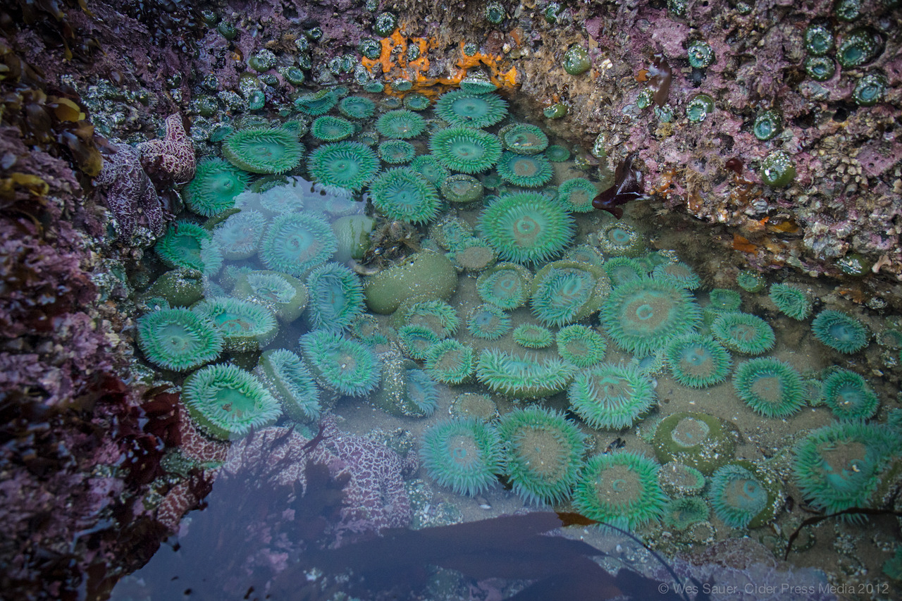 A tide pool by Haystack Rock on Cannon Beach - image via Google .