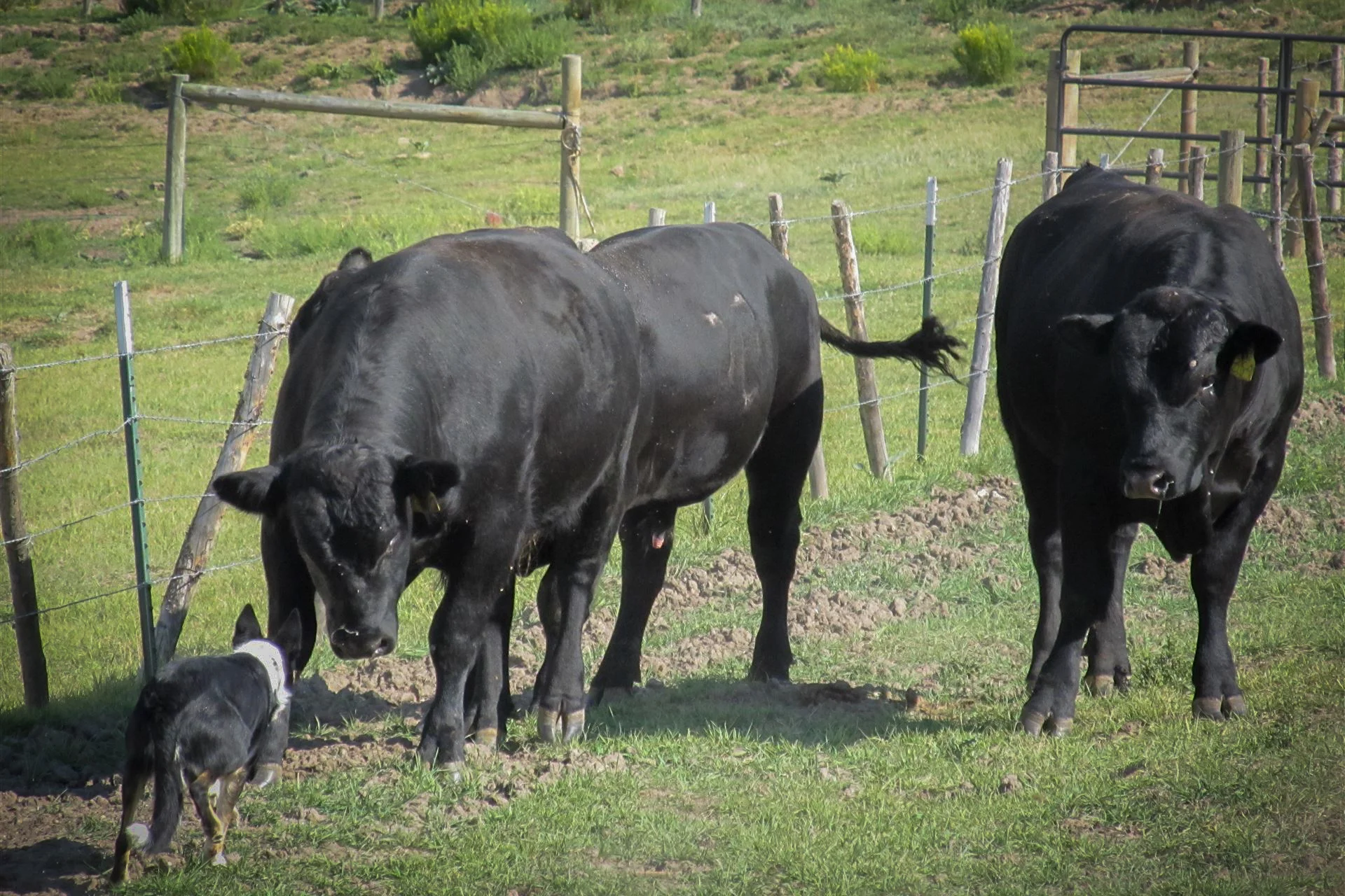 FEATURED LOCATION: Coyote Creek Angus Ranch — LocationsHub