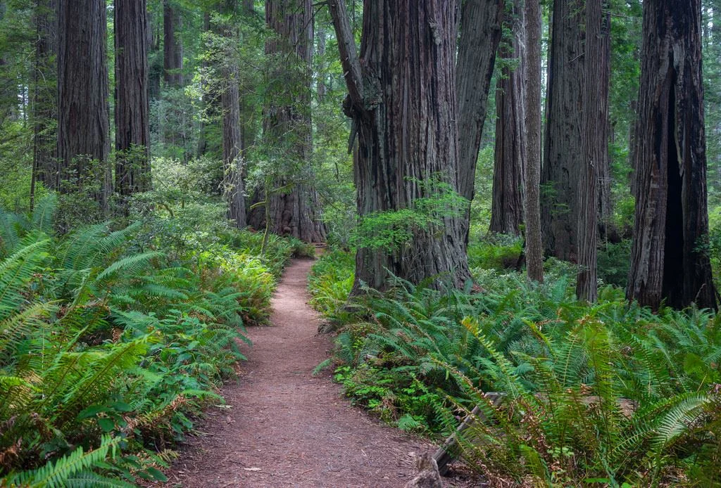 Movies filmed at Redwood National Park includes E.T., The Extra-Terrestrial, Star Wars Episode IV: Return of the Jedi; The Lost World, Jurassic Park; and Outbreak.