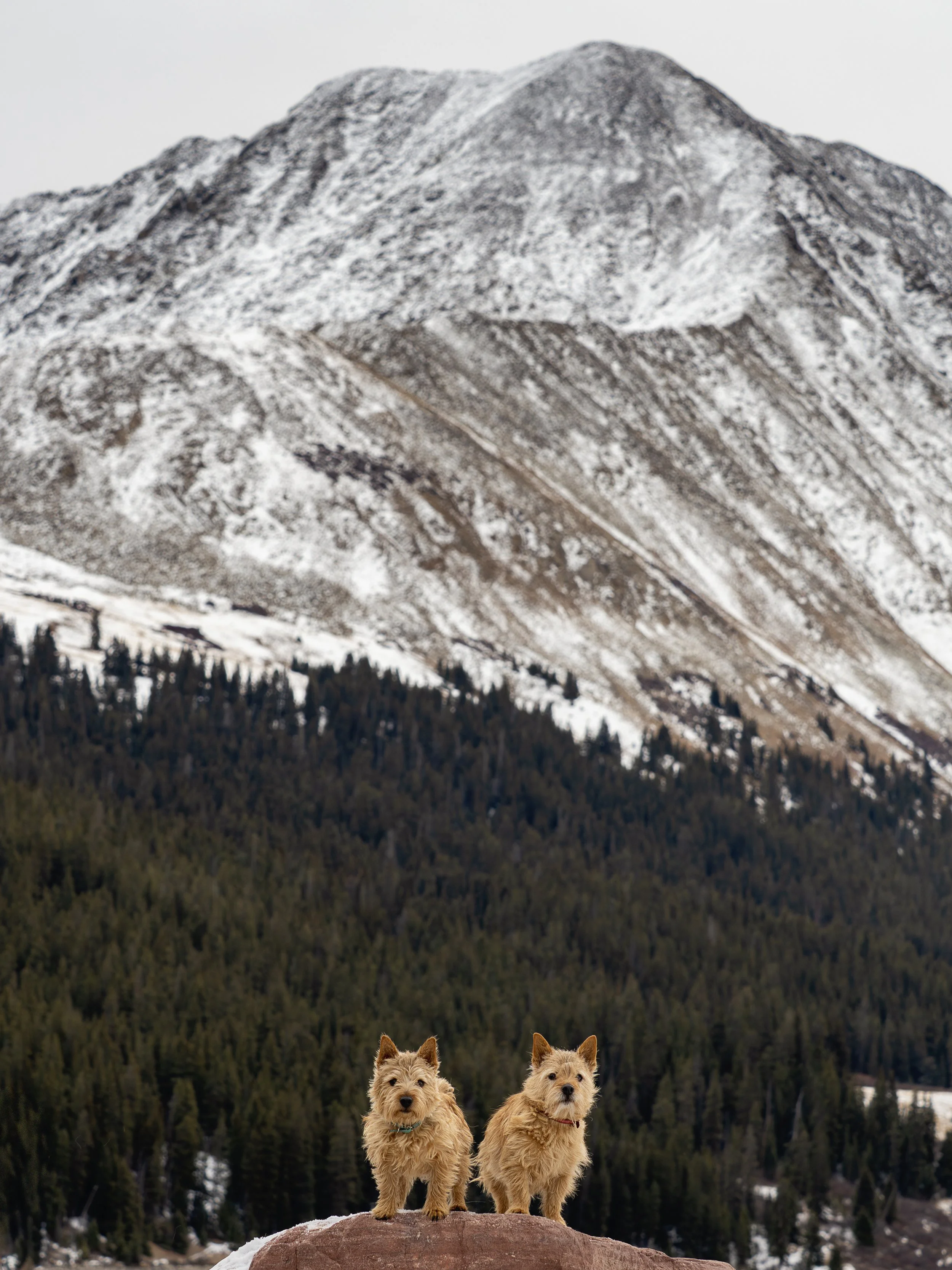 20251123_Rogan&Merlin_PB230277.jpg
