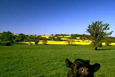 Cow in Field.jpg