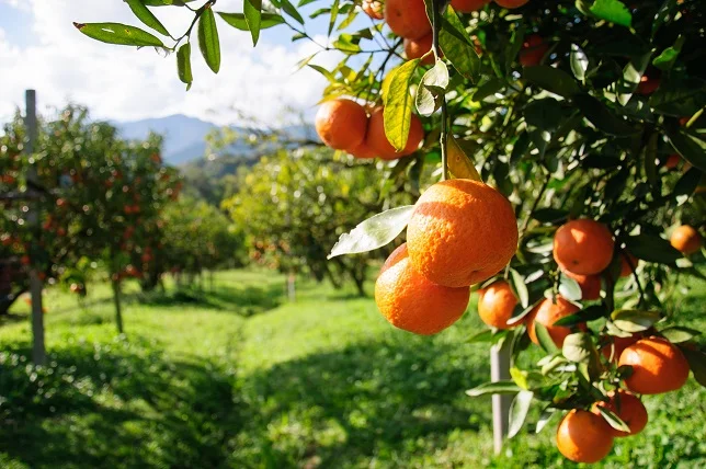 Orange Grove-Smal.jpg