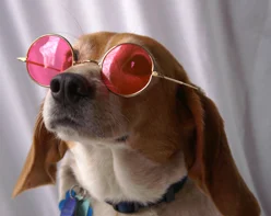 Rose-color glasses dog.jpg