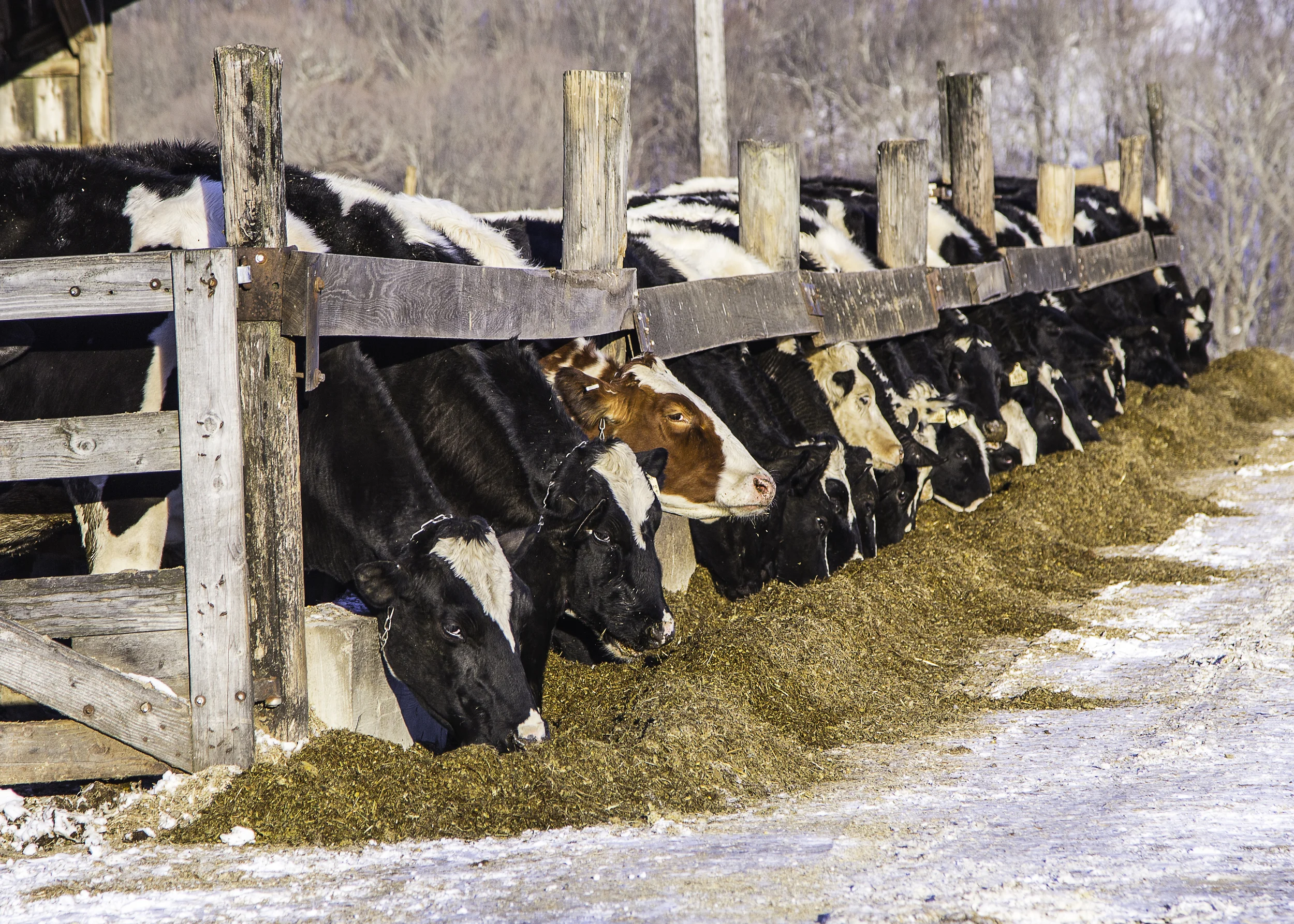 20140104-IMG_8705Cows in CT.jpg