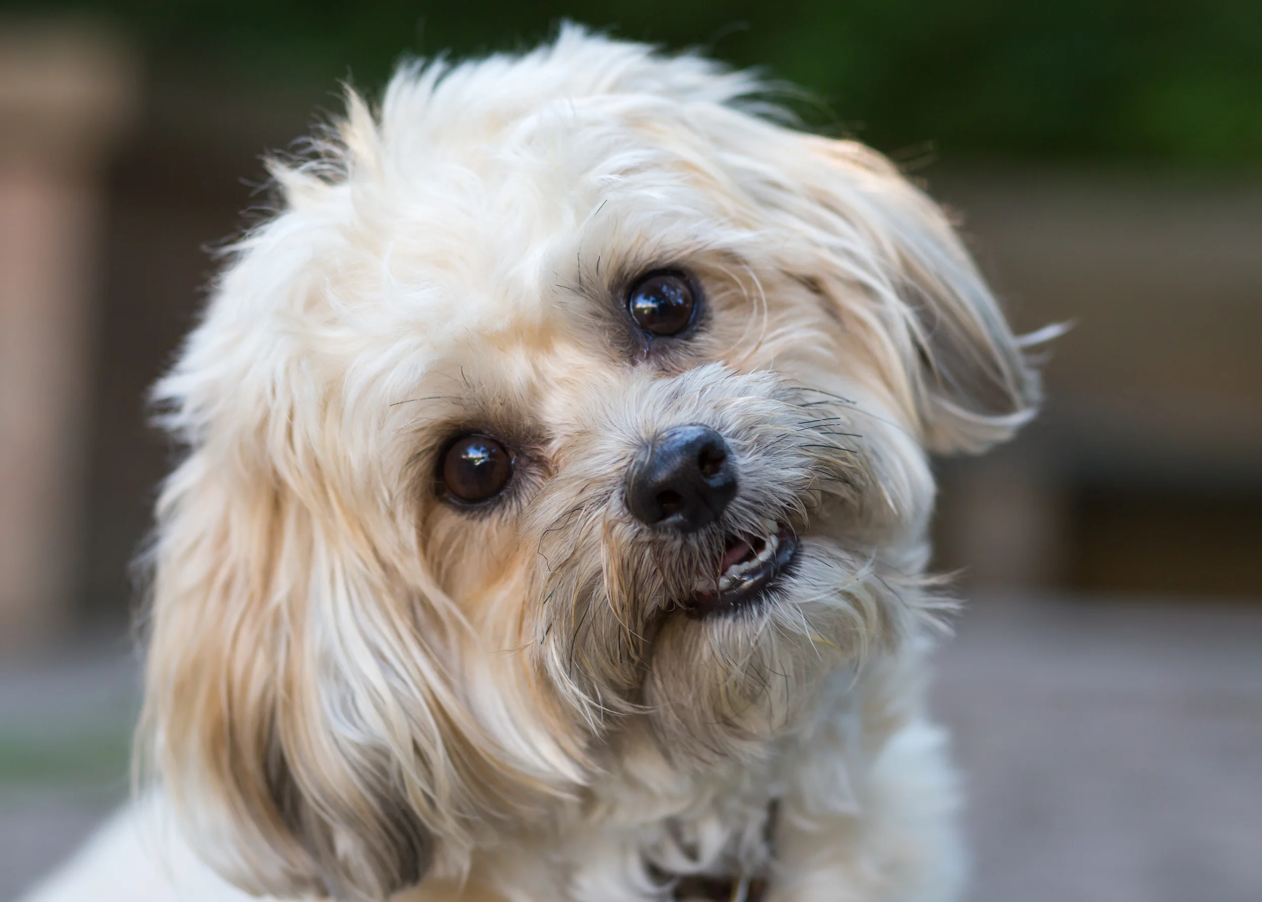 Little Dude in The Park July 201520150716-_MG_2157.jpg