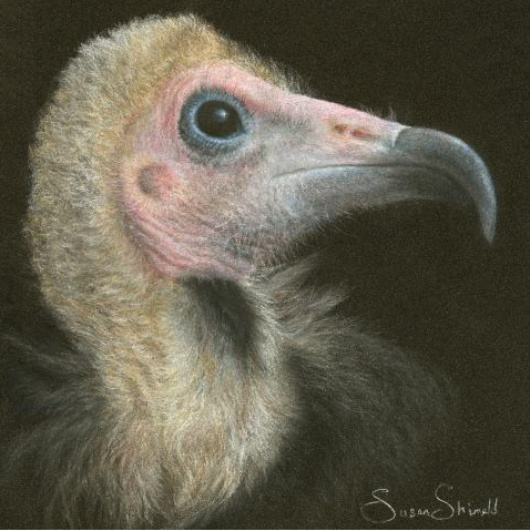Hooded Vulture, by Susan Shimeld. | festival.artistsforconservation.org
