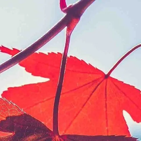 Canada Council Announces New Funding for Indigenous and Equity-Seeking Groups