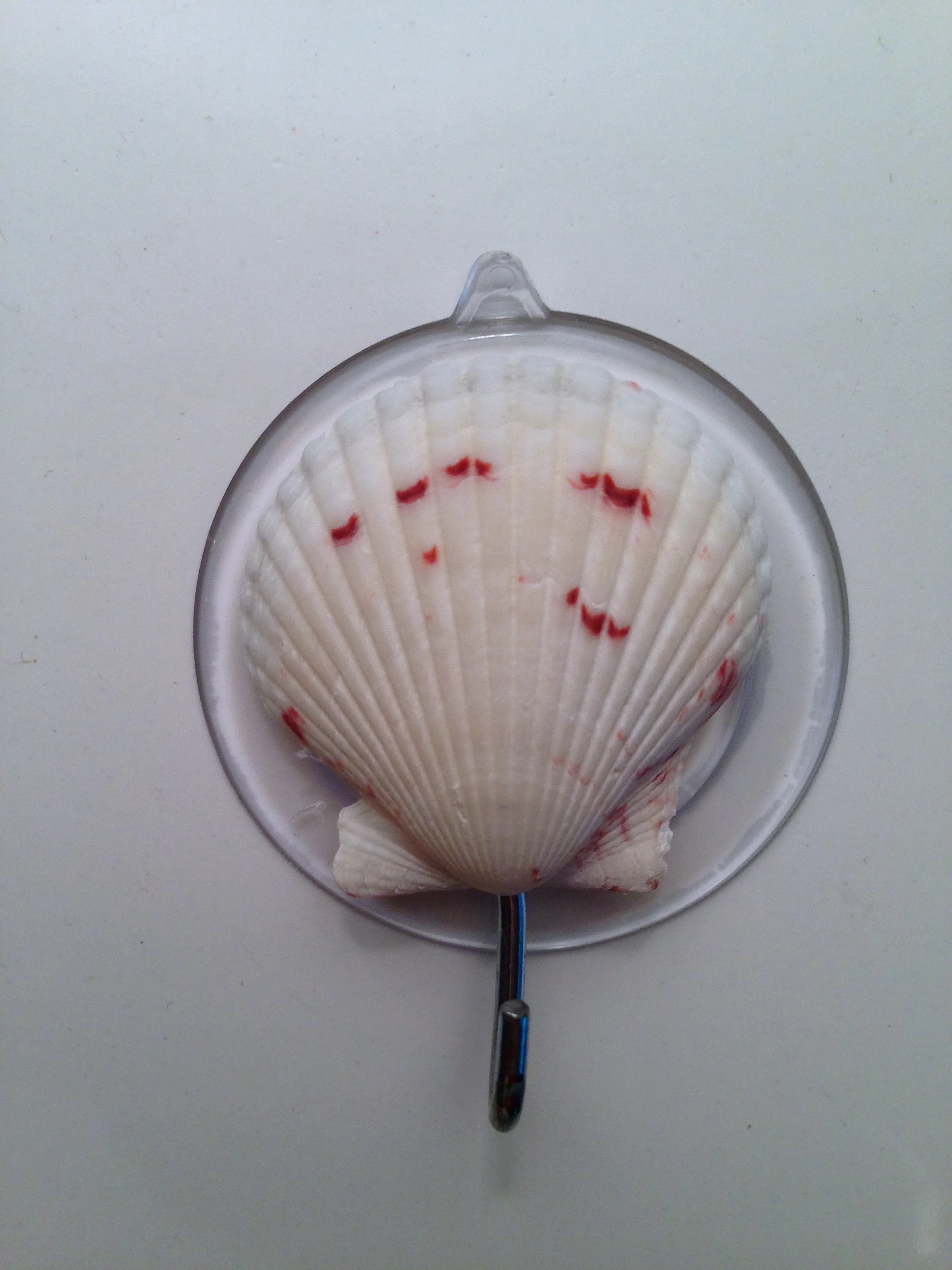 Sanibel Island Shell Suction Hook