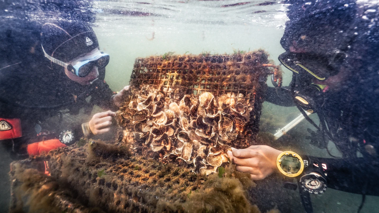 New Yorker's Are Restoring Local Oysters