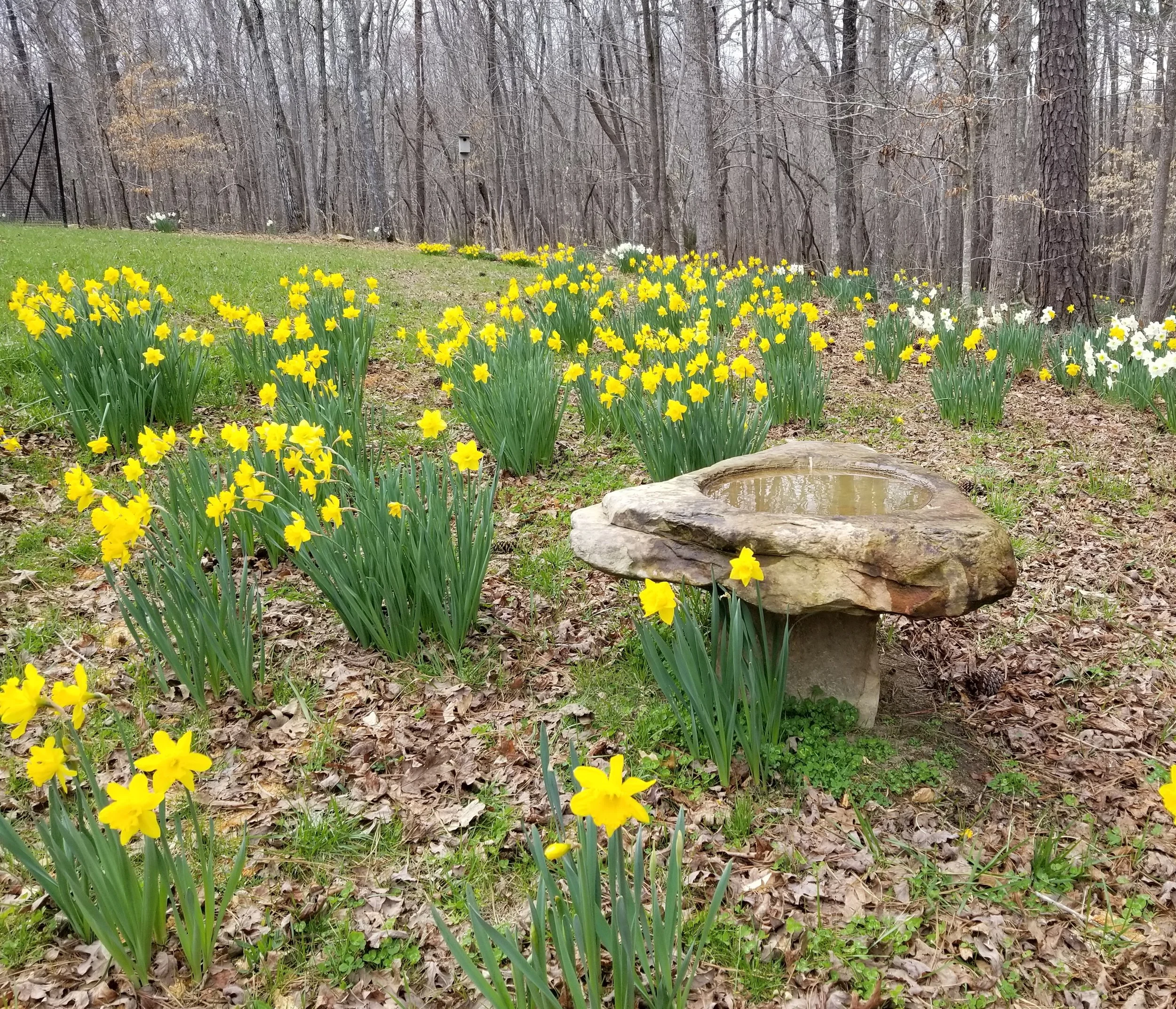 stone birdbath in flower field.jpg