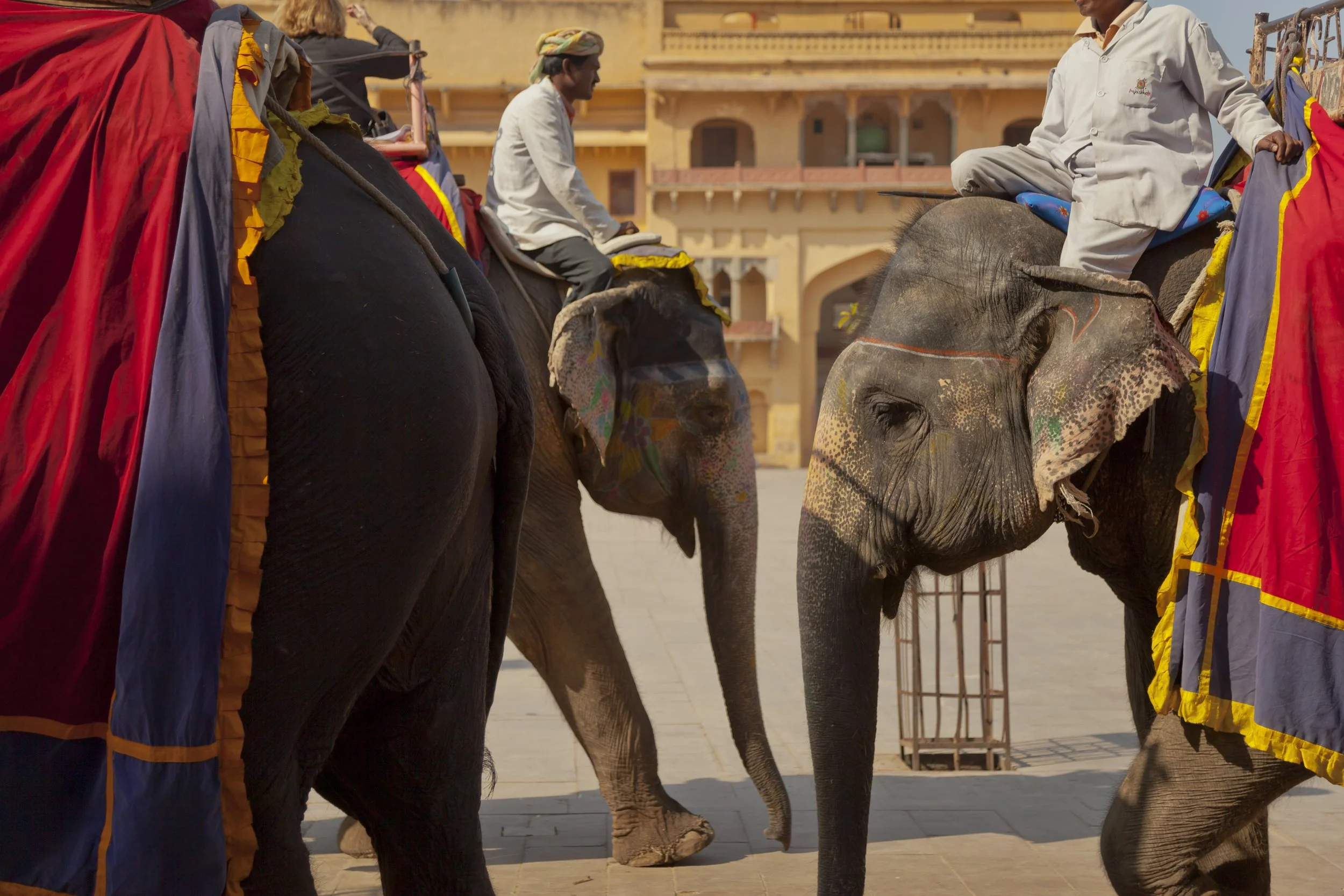London and South East, brand and reportage photographer, Chris Lacey.  Elephants in India.