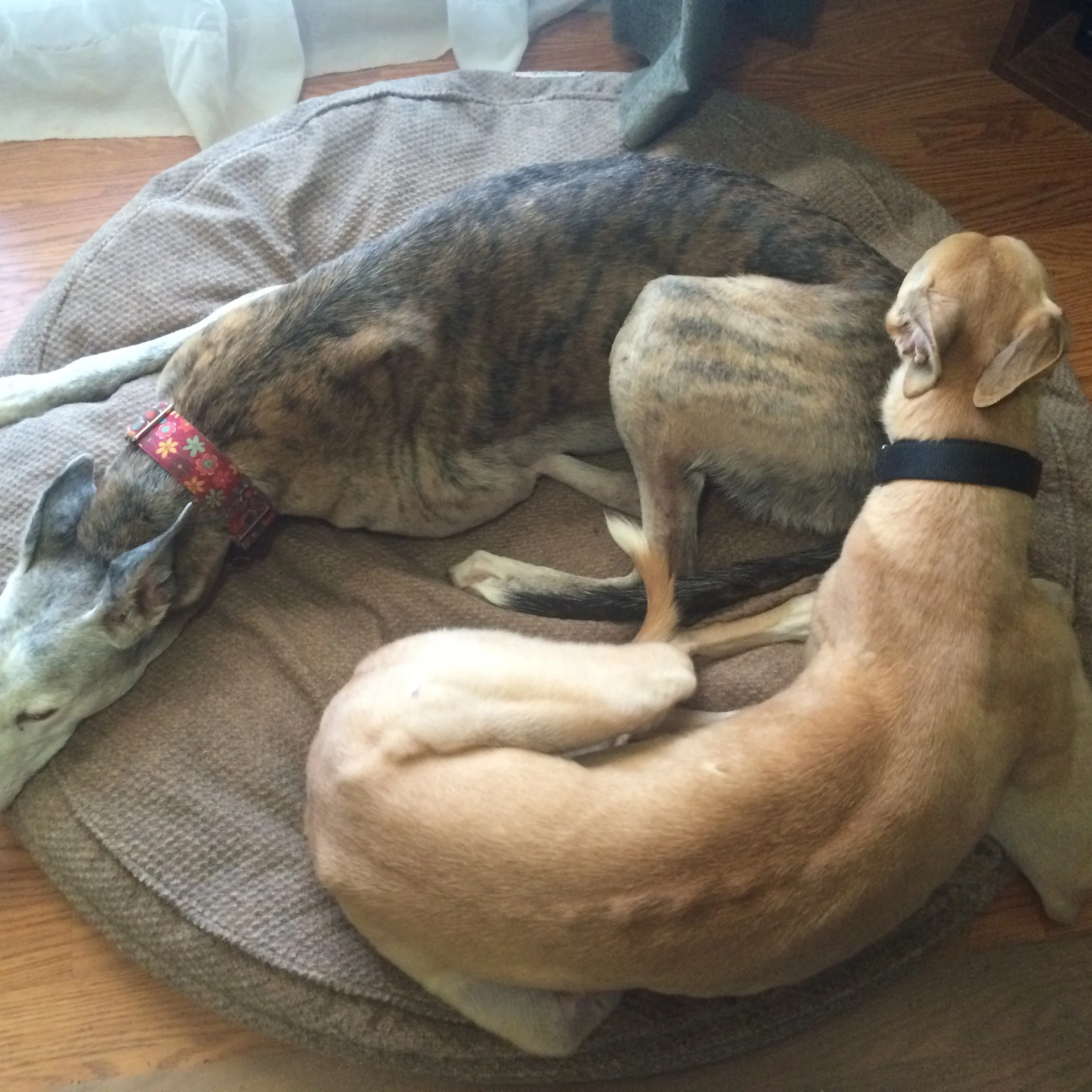 Bonnie snuggling with sami jo