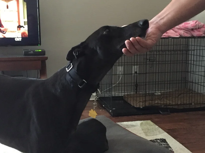 Midnite appreciates a good chin scratching.