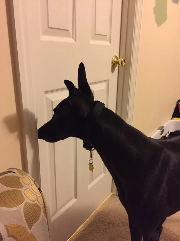 And will wait patiently for more.