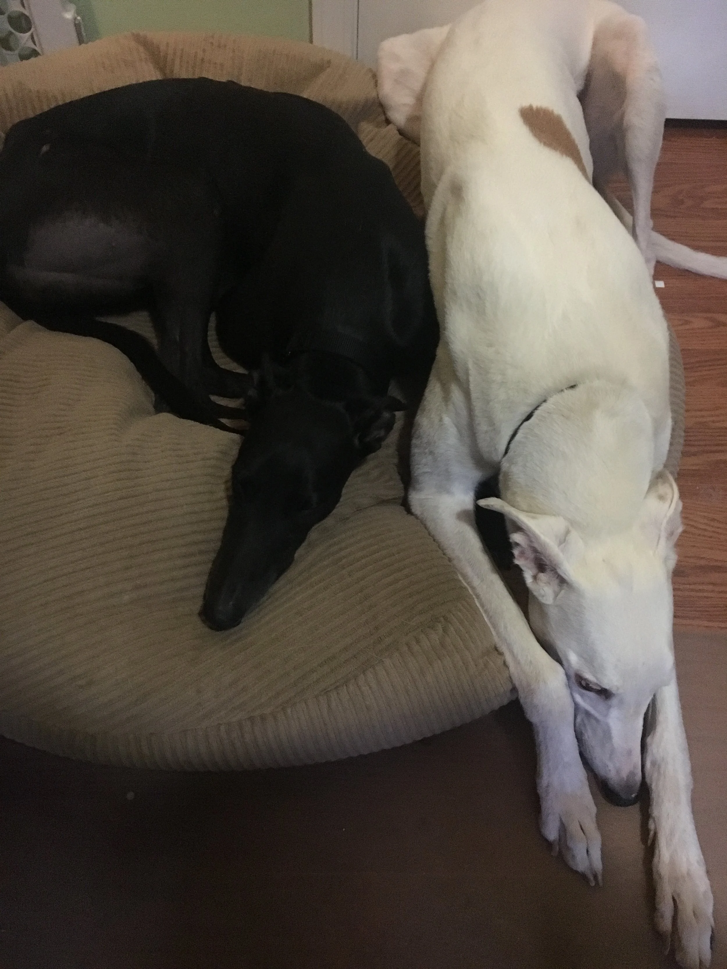 Jada and Tito just chillin' out!