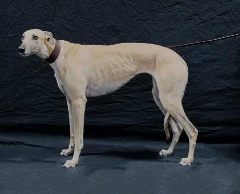 Alymra