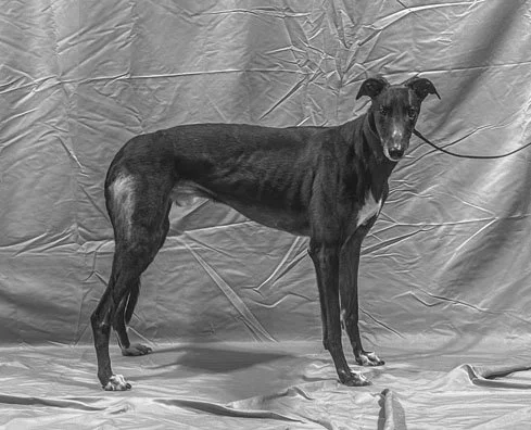 Droopys Fivestar