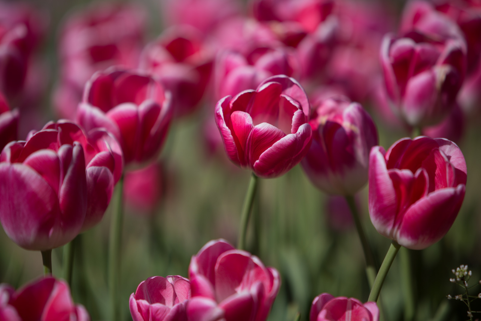 _C8A5196 - Richard Mallory Allnutt photo - Jenn, Aimee & Sydney - Flower Library - Washington, DC - April 17, 2016.jpg