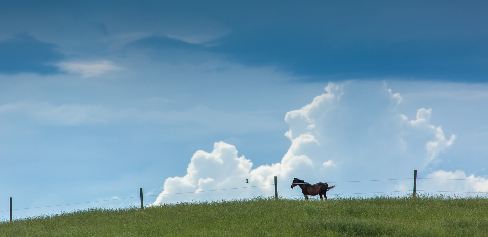 _C8A5520 - Richard Mallory Allnutt photo - The Storm - Blacksburg, VA -June 01, 2015.jpg