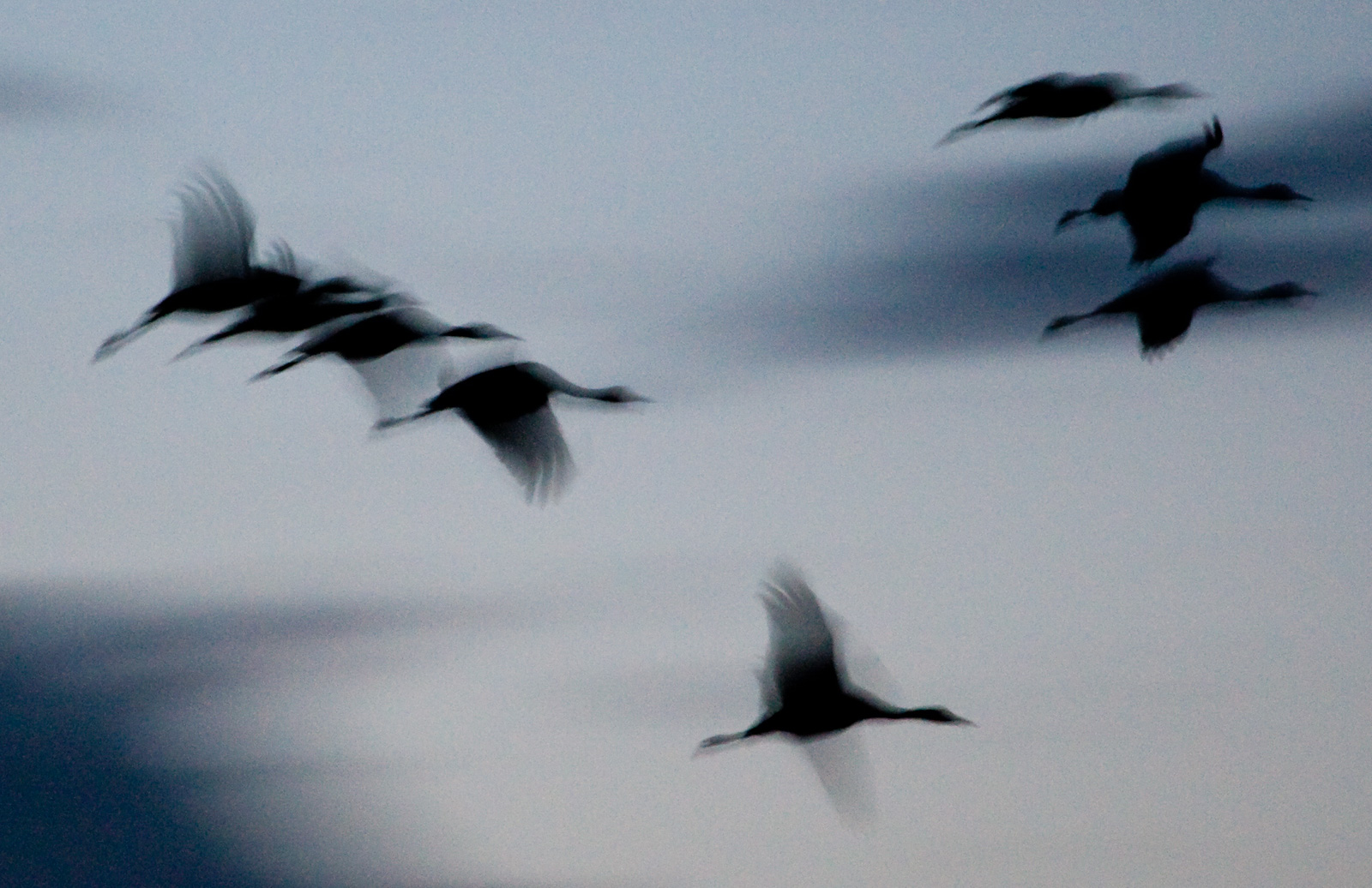 _B1H9616 - R.M.Allnutt photo - Sand Hill Cranes - Kearny, NE - March 25th, 2008.jpg