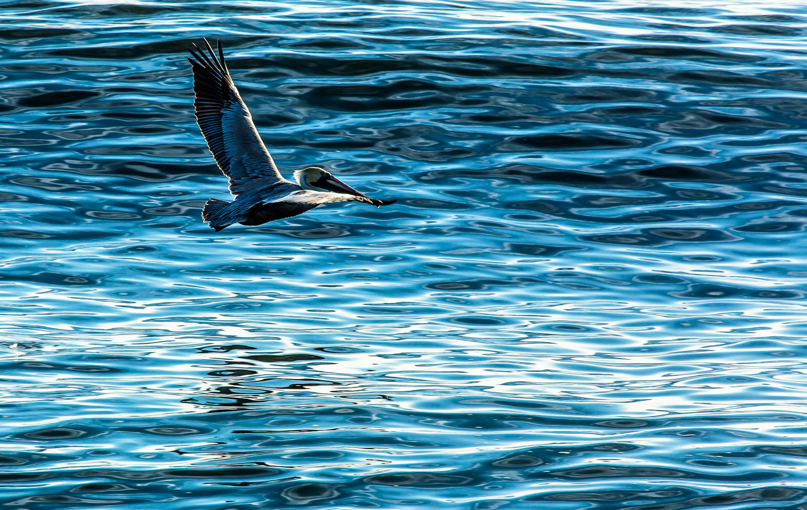 _C8A1267 - Richard Mallory Allnutt photo - Duck, NC - March 17, 2015 - Richard Mallory Allnutt photo - Duck, NC - March 17, 2015.jpg