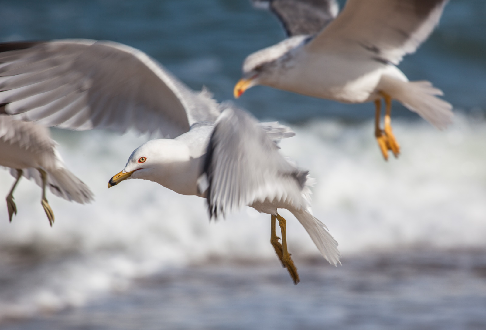 _MG_7298 - Richard Mallory Allnutt photo - Duck, NC - March 02, 2015.jpg