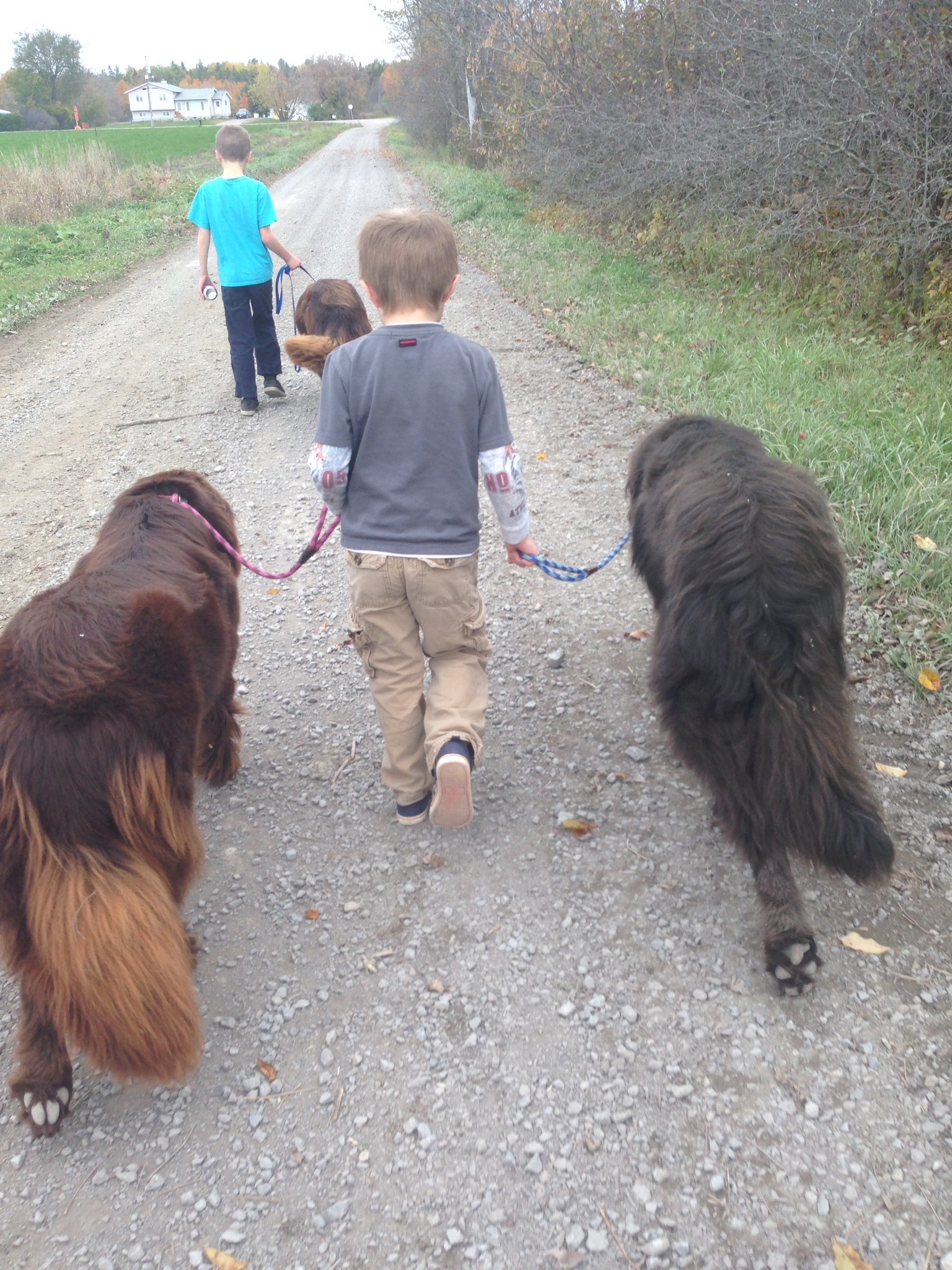 beyond the leash training