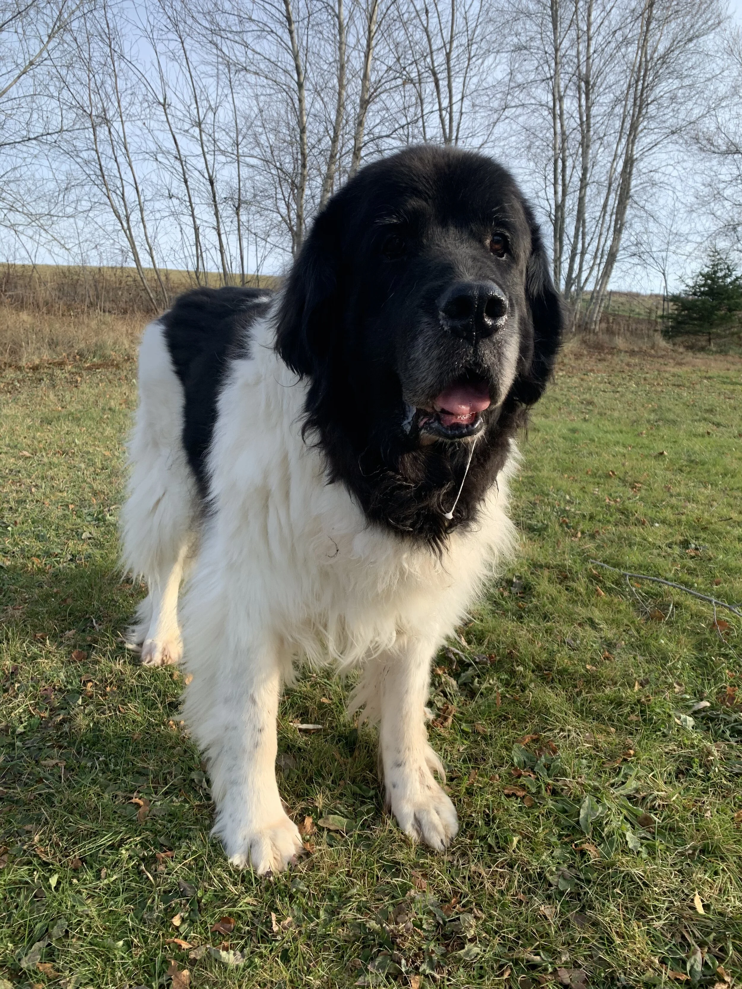 beyond obedience dog training